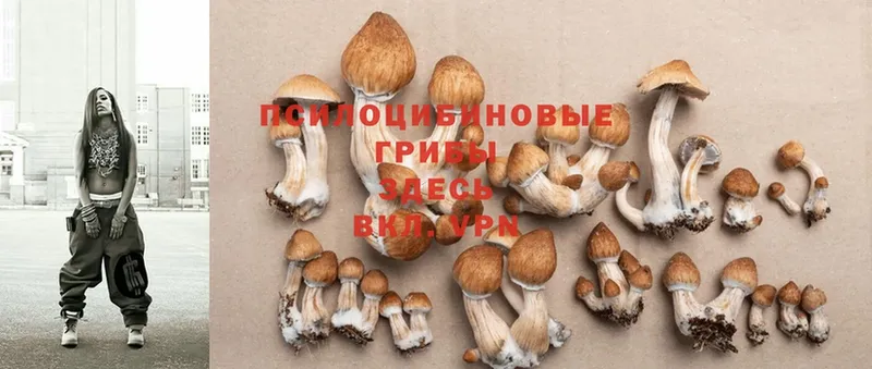 Галлюциногенные грибы MAGIC MUSHROOMS  Петушки 